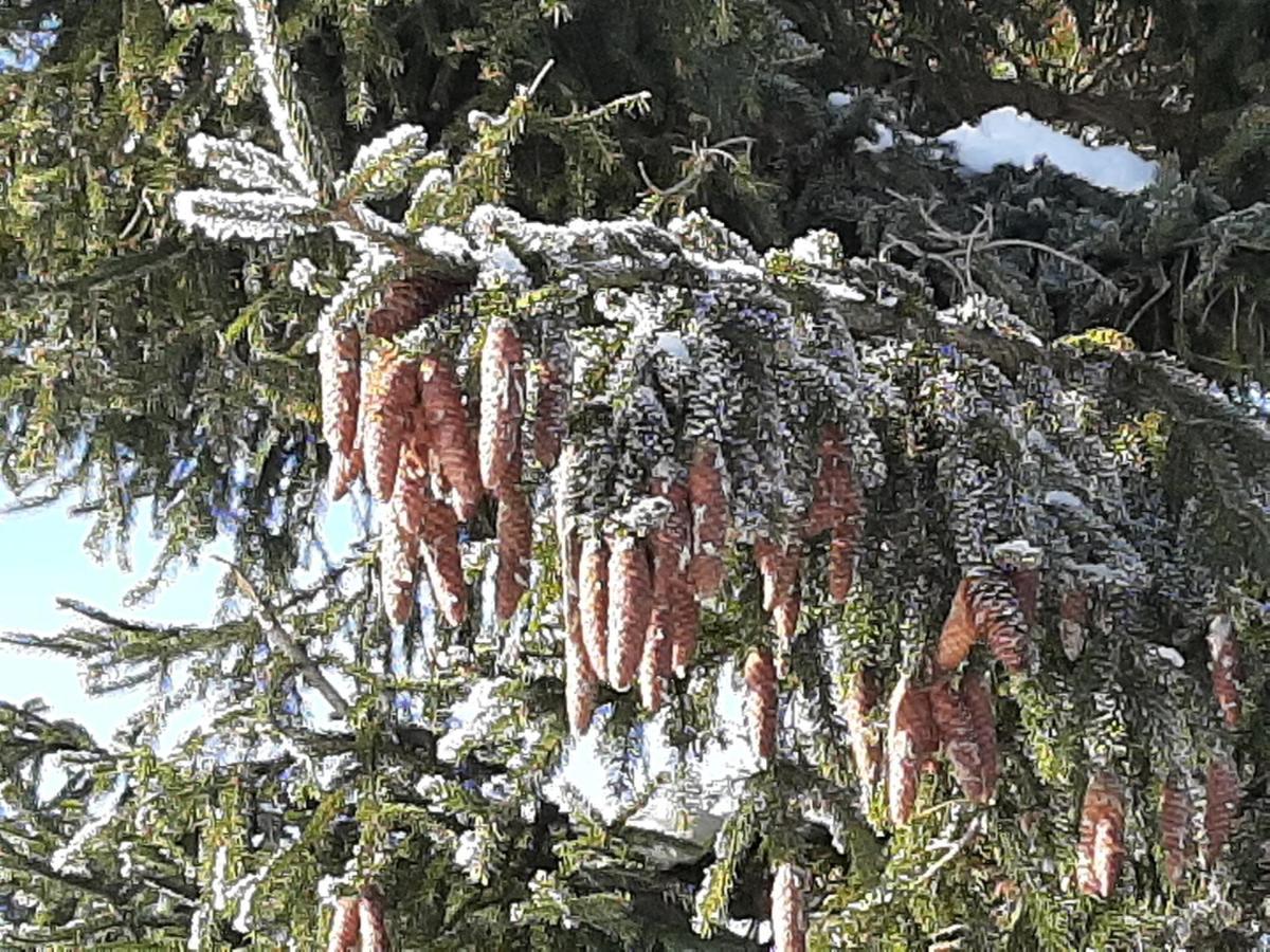 Alpenlodge Kirchbach Kirchbach  Kültér fotó